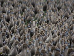 Tapeta National Geographic 708.jpg